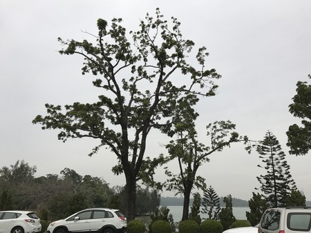 澄清湖